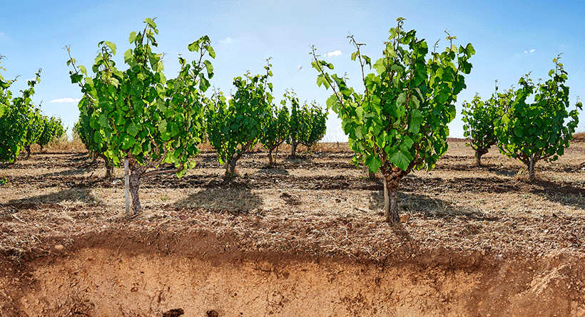 Swinney Vineyards Bush Vine Soil